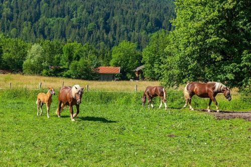 Apartamento Gr�bl-alm Haus Zur Sch�nen Aussicht