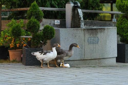 Agroturismo Urlaub Am Regen ? Ferienhof Dirnberger