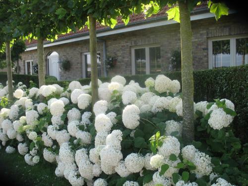B&B Greenhouse 37