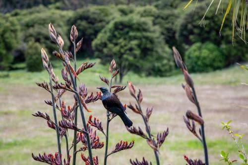 Te Whau Lodge