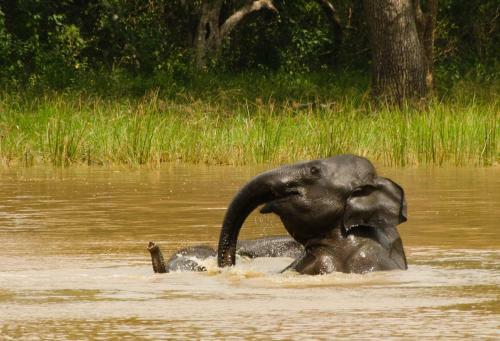 Big Game Camp Udawalawe