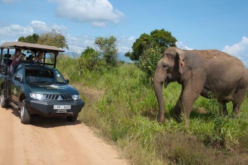 Mahoora Tented Safari Camp - Udawalawe