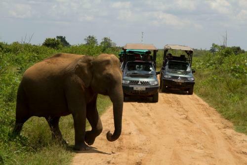 Mahoora Tented Safari Camp - Udawalawe
