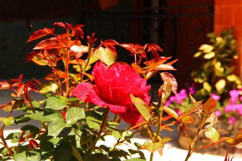 Hostal Guest House Vip