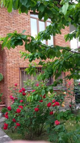 Hostal Mirtillo