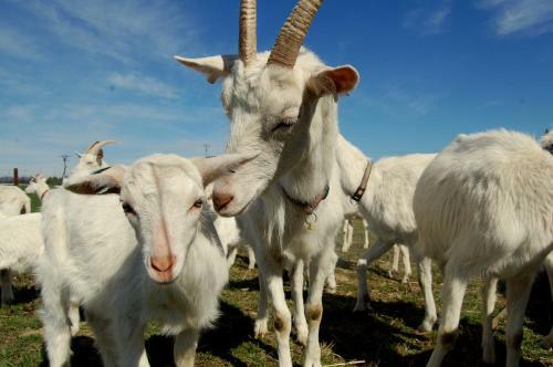 Agroturismo Koz� Farma U N�drl?