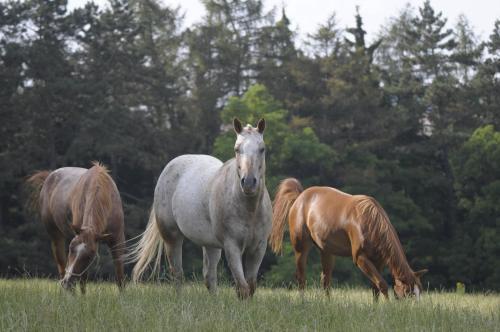Agroturismo Ranch 79