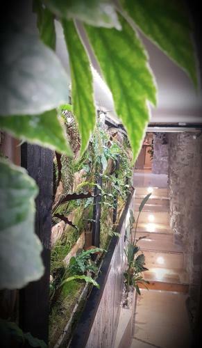 Apartamento Appartement Spas Racine De Pierre