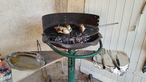 Tourterelle, � Proximit� De Auxerre Et Chablis