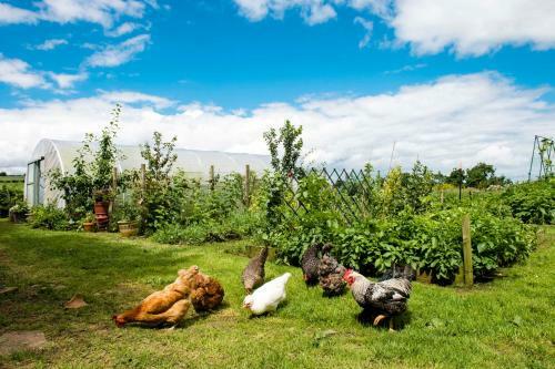 Bed & Breakfast Peartree Hill