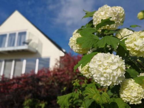 Bed & Breakfast Meadow Cottage