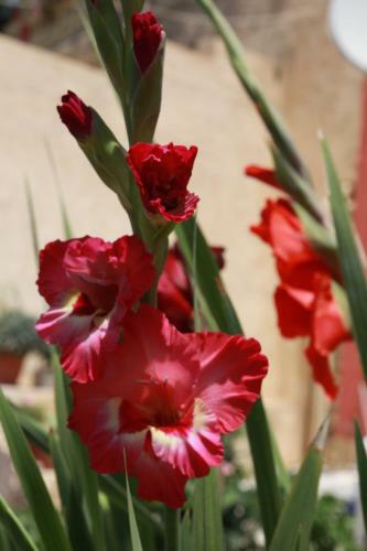 Apartamentos Aristotelis-nikos Paramonas Studios