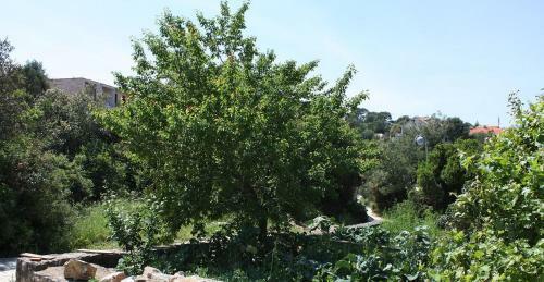 Apartments By The Sea Pomena, Mljet - 10426