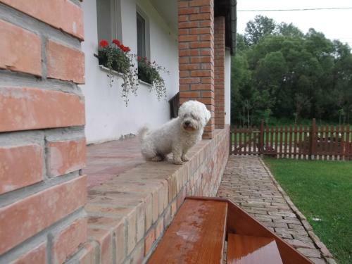 Hostal Szaka Vend�gh�z