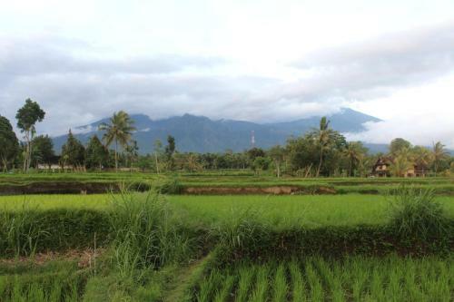 Hostal Pondok Tetebatu Cottages And Cafe