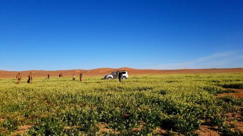 Sahara Luxury Camp M'hamid