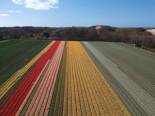 De Tulp 1