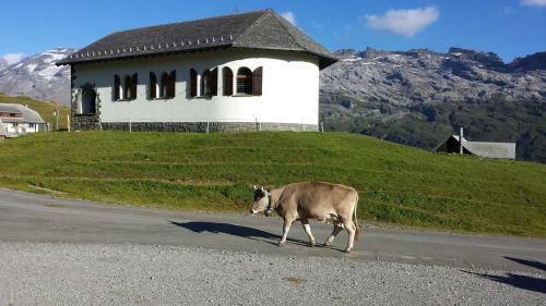 Hostal Berggasthaus Tannalp
