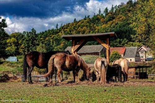 Agroturismo Wsiowa Chata