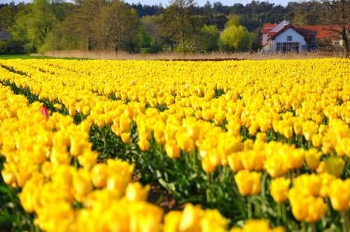 Bed & Breakfast Tulipanowy Go?ciniec
