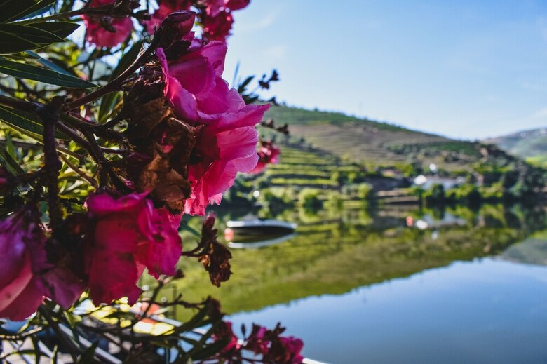 Quinta De La Rosa