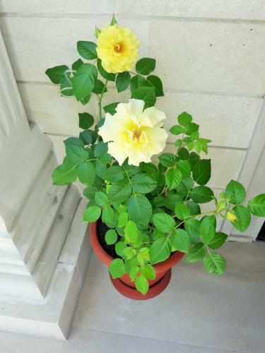 Hostal Golden Rose
