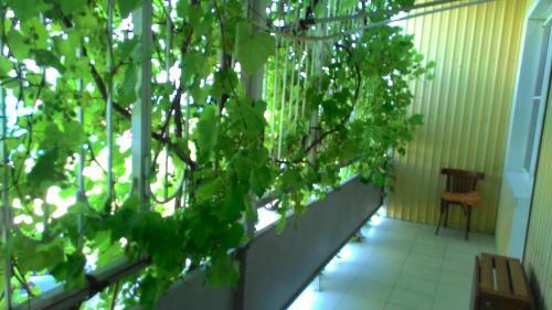 Hostal Guesthouse Loza