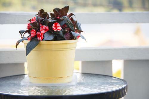 Hostal Guest House Kodikas