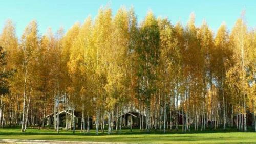 Campground Zavidovo