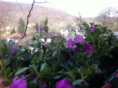 Hostal Stefanina Guesthouse