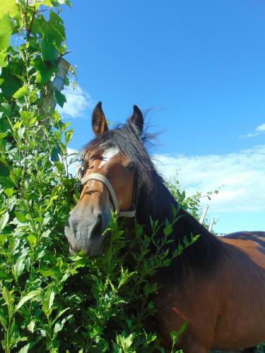 Hostal Guesthouse Kau?i?