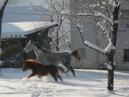 Apartment Pri Bo?tjanovcu