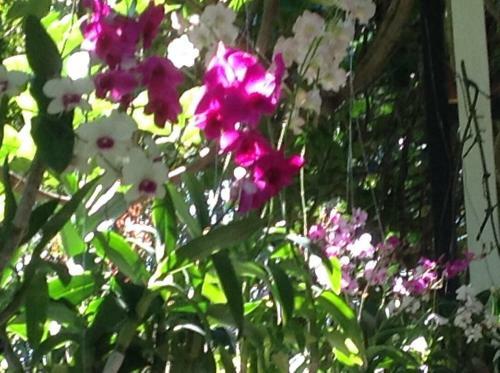 Hotel Khaoyai Nature Retreat