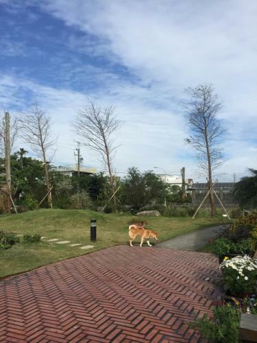 Chamil Walking