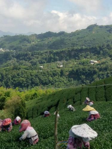 Epintea Homestay