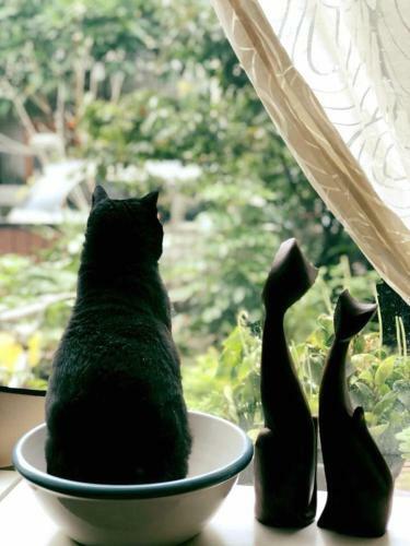 Apartamento Meo-woo Cat Travel