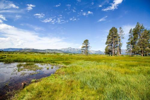 Pine Tree Getaway