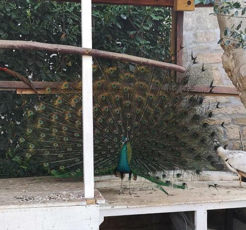 Hostal Gojim Casa Rural