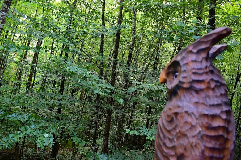 The Owl's Perch