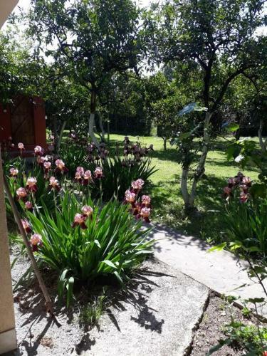 Hostal Guest House Mimoza