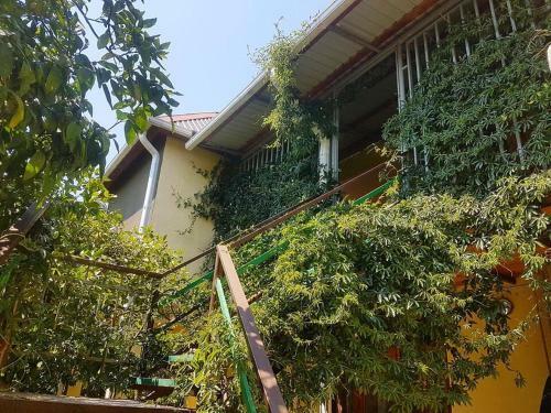Hostal Guest House Mimoza