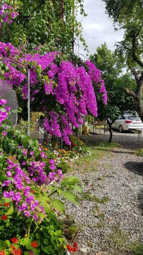 Posada U Norika I Susanny Guest House