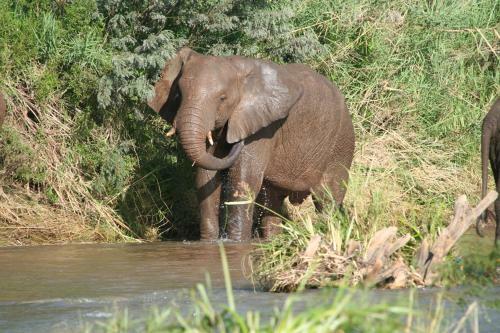 Karongwe River Lodge