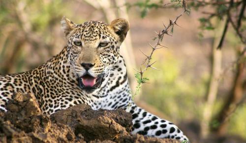 Karongwe River Lodge