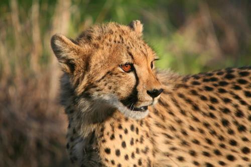 Chisomo Safari Camp
