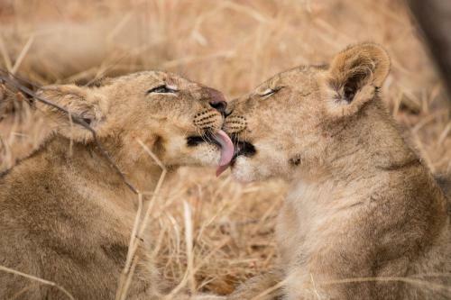 Chisomo Safari Camp