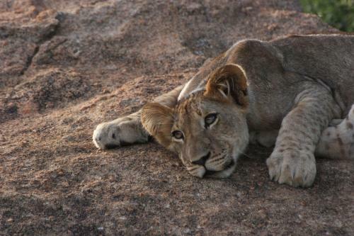 Chisomo Safari Camp