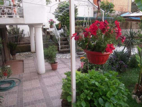Hostal Lile Pestani Accommodation