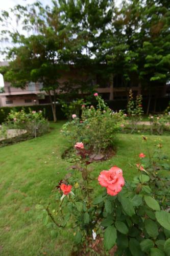 Rose Villa Hotel