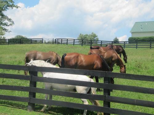 Pillow And Paddock B&B